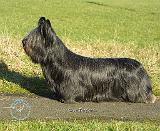 Skye Terrier 9C066D-16